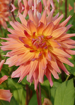 X 10 DAHLIA OMEGA I