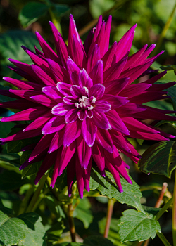 X 10 DAHLIA PURPLE GEM I