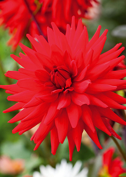 X 10 DAHLIA RED PIGMY I