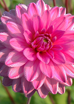 X 10 DAHLIA ROSELLA I
