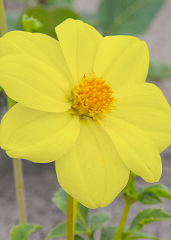 X 10 DAHLIA YELLOW SNEEZY I