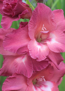 X 100 GLADIOLUS INDIAN SUMMER 12/14