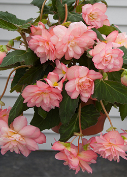 X 25 BEGONIA CASCADE FLORENCE 5/6