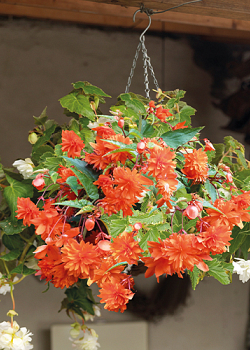 X 25 BEGONIA PENDULA ORANGE 4/5