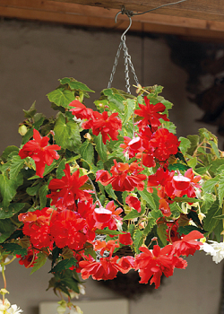 X 25 BEGONIA PENDULA RED 4/5