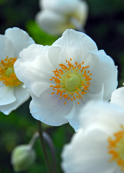 X 100 ANEMONE CORONARIA BRIDE 5/6