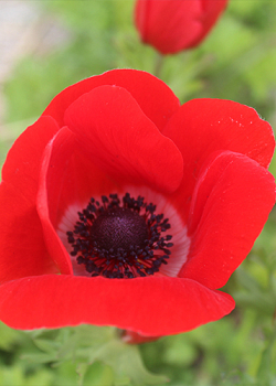 X 100 ANEMONE CORONARIA HOLLANDIA 5/6