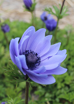 X 100 ANEMONE CORONARIA MR. FOKKER 5/6