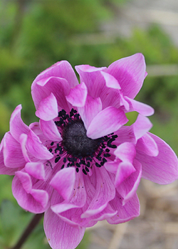 X 100 ANEMONE CORONARIA SYLPHIDE 5/6