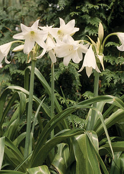 X 10 CRINUM POWELLII ALBUM 20/24