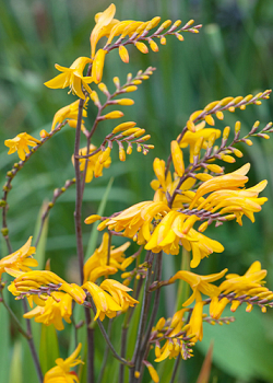 X 100 CROCOSMIA GEORGE DAVISON 8/+