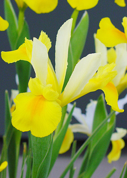 X 100 IRIS HOLLANDICA SYMPHONY 7/8