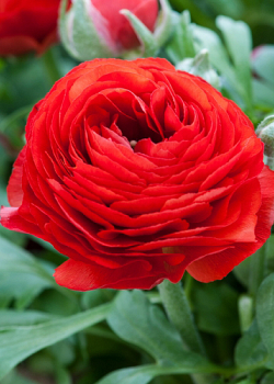 X 100 RANUNCULUS ROOD 6/7