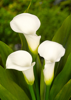 X 25 ZANTEDESCHIA CRYSTAL CLEAR 14/16