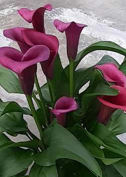 X 25 ZANTEDESCHIA DURBAN 14/16