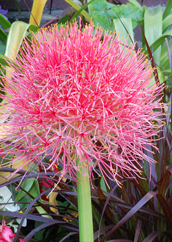 X 10 SCADOXUS MULTIFLORUS 16/18
