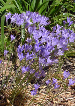 X 100 TRITELEIA CORRINA 5/6