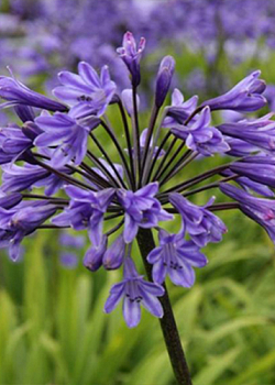 X 25 AGAPANTHUS BLACK BUDDHIST 1/2