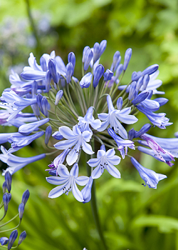 X 25 AGAPANTHUS BLUE GIANT 1/2