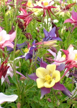 X 25 AQUILEGIA MIX I