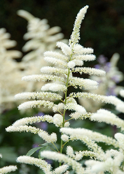 X 25 ASTILBE JAPONICA WASHINGTON 2/3