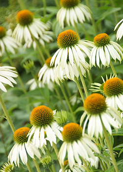 X 25 ECHINACEA WHITE SWAN  I