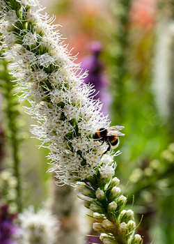 X 25 LIATRIS FLORISTAN WHITE 12/14