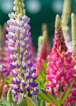 X 25 LUPINUS MIX I