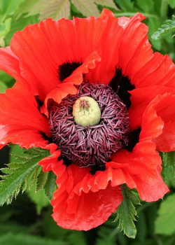 X 25 PAPAVER TURKENLOUIS I