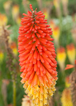 X 25 TRITOMA (KNIPHOFIA) ALCAZAR I
