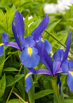 X 100 IRIS HOLLANDICA BLUE MAGIC 8/9
