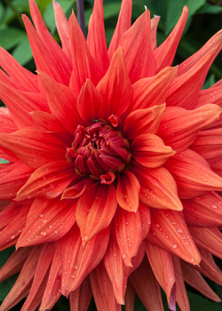 X 10 DAHLIA COLOR SPECTACLE I