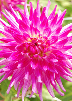 X 10 DAHLIA DUTCH EXPLOSION I