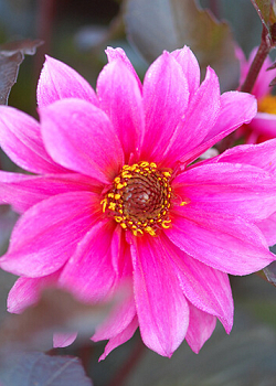 X 10 DAHLIA FASCINATION I