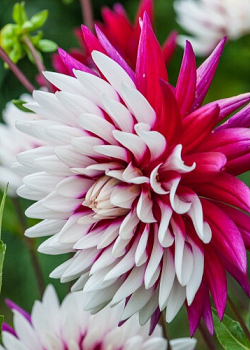 X 10 DAHLIA REBECCA'S WORLD I