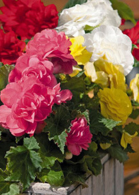 X 25 BEGONIA GRANDIFLORA MIX 5/6