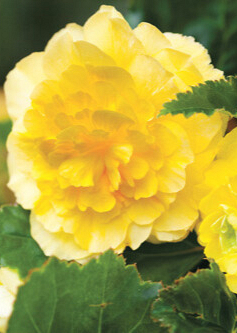 X 25 BEGONIA GRANDIFLORA YELLOW 5/6