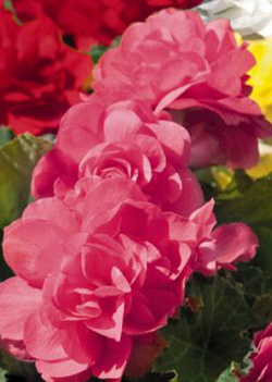 X 25 BEGONIA GRANDIFLORA PINK 5/6