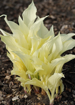 X 25 HOSTA WHITE FEATHER I