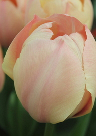 X 100 TULIPA SALMON VAN EIJK 11/12