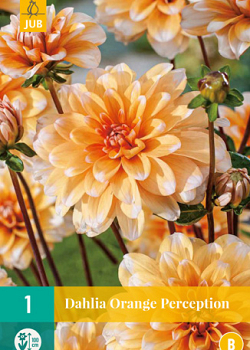 X 1 DAHLIA ORANGE PERCEPTION I