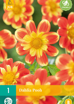 X 1 DAHLIA POOH I