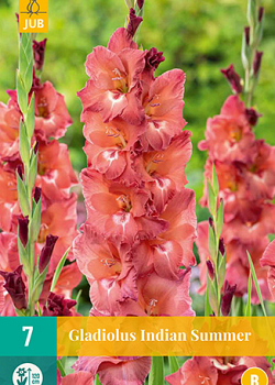 X   7 GLADIOLUS INDIAN SUMMER 12/14