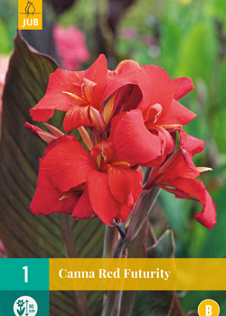 X   1 CANNA RED FUTURITY I