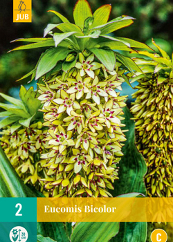X   2 EUCOMIS BICOLOR 14/16
