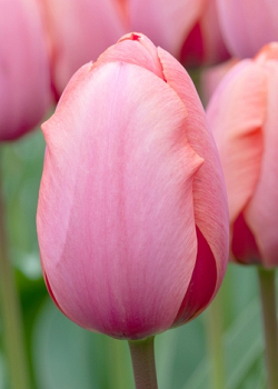 X 100 TULIPA APRICOT IMPRESSION 12/+
