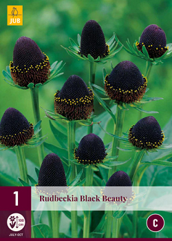 X 1 RUDBECKIA BLACK BEAUTY I