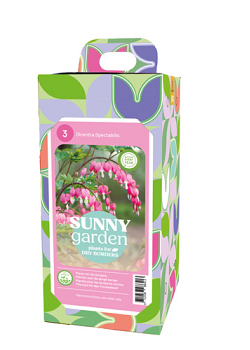 X 1 BOX SUNNY GARDEN 3 DICENTRA PINK 2/3
