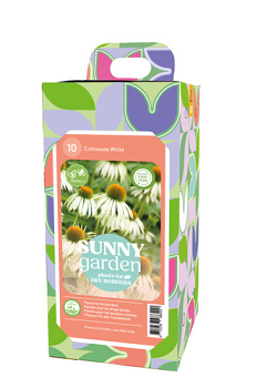 X 1 BOX SUNNY GARDEN 10 ECHINACEA WHITE I