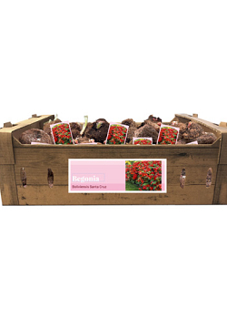 X 40 BEGONIA SANTA CRUZ INCL. LABEL 24/28